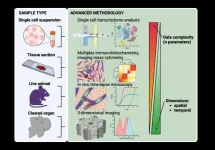 Spatial dimension of macrophage heterogeneity in liver diseases