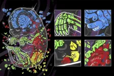 Spatial patterns of gene transcripts captured across single cells of mouse embryo