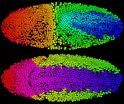 Speedy computation enables scientists to reconstruct an animals development cell by cell