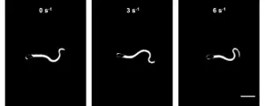 Sperm adjust their swimming style to adapt to fluctuating fluid conditions