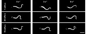 Sperm adjust their swimming style to adapt to fluctuating fluid conditions 2