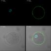 Sperm meets egg: Protein essential for fertilization discovered 2