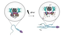 Sperm's secret voltage switch: Scientists unlock the mystery of motility