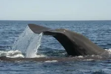 Sperm whale departure linked to decline in jumbo squid population in Gulf of California: new study unveils long-term impact on ecosystem health 2