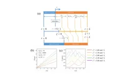 Spherical particles growth with dynamics oscillation during lithium electrodeposition：Insights from numerical simulations