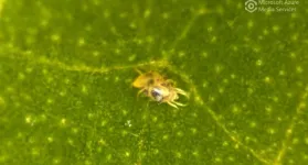 Spider mite males undress maturing females to win the first mating