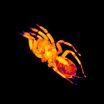 Spiders double beating heart revealed by MRI