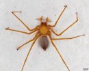 Spider version of Bigfoot emerges from caves in the Pacific Northwest