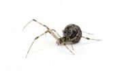 Spiders spin possible solution to 'sticky' problems 2