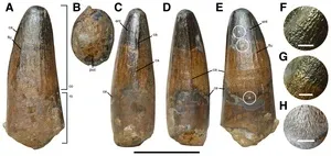 Spinosaur Britain: Multiple different species likely roamed Cretaceous Britain 2