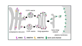 Spirited away: Key protein aids transport within plant cells