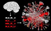 Splice variants reveal connections among autism genes