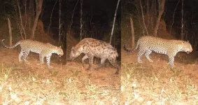 Spotted apex predator being pressured by spotted pack hunters – and its our fault