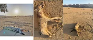 Spotted hyena found in Egypt for the first time in 5,000 years