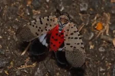 Spotted lanternflies in the US are living longer—and cities may be helping them spread