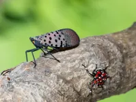 Spotted lanternfly: Research accelerates in effort to contain invasive pest