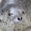 Spotted seal study reveals sensitive hearing in air and water 2