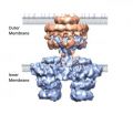 Spread of antibiotic resistance understood by unravelling bacterial secretion system