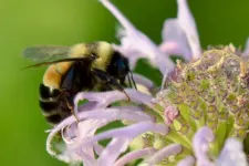 Spring forest flowers likely key to bumble bee survival, Illinois study finds