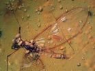 Springtail bugs may have travelled on the wings of mayflies