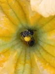 Squash bees flourish in response to agricultural intensification 2