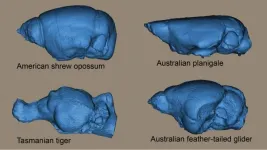 Squeeze it like toothpaste: The flexible brain of marsupial mammals