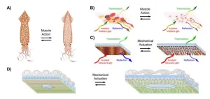 Squid-inspired fabric for temperature-controlled clothing