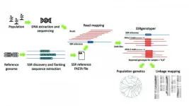 SSRgenotyper: A new tool to digitally genotype simple sequence repeats