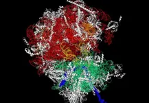 Stalking ribosomes: How cancer cells pull poker faces