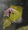 Stanford researchers discover the African cichlids noisy courtship ritual