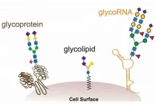 Stanford study reveals new biomolecule