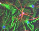 Star-shaped glial cells act as the brains motherboard