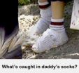 StarChild Science: Planting Daddys Socks