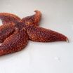 Starfish have a surprising talent for squeezing foreign bodies out through the skin 2