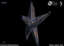 Starfish skeleton inspires new 4D morphing structure 3