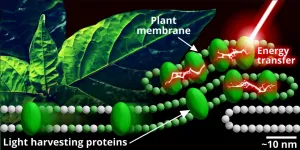 Starting small to answer the big questions about photosynthesis