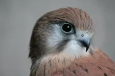 Steady flight of kestrels could help aerial safety soar