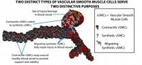 Steering stem cells to become 2 different building blocks for new blood vessels