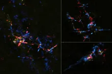 Stellar eggs near galactic center hatching into baby stars