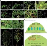 Stem cell harmony: How solanaceae plants maintain homeostasis through receptor compensation