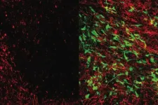 Stem cell therapy promotes recovery from stroke and dementia in mice