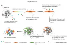 Stem cells derived from fat show promise as a treatment for mass radiation exposure