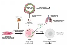 Stem cells may hold a key to developing new vaccines against COVID-19