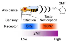 Stinky, bitter, and painful: A novel insect repellent attacks multiple sensory pathways