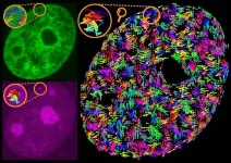 Stirred, not shaken — Scientists uncover how transcription drives motion within the genome