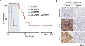 Stirring up conflicts in tumour cells