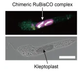 Stolen chloroplasts maintained by host-made proteins offer clues to plant cell origins
