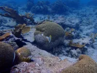 Stony coral tissue loss disease is shifting the ecological balance of Caribbean reefs