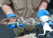 Stopping illegal trade of Aussie lizards