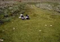 Strategic grazing could boost conservation of ‘near-threatened’ sage-grouse 2